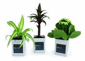 Le Pot ' Ordi, plante dépolluante pour écran de PC personnalisable