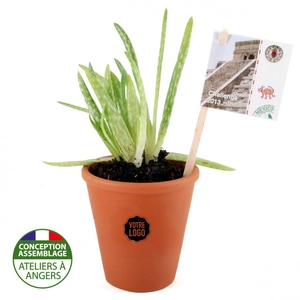 Aloe vera en pot terre cuite personnalisable