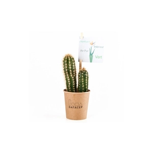 Cactus en gobelet carton personnalisable