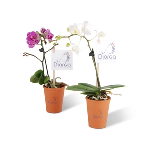 Mini orchidée en pot terre cuite personnalisable