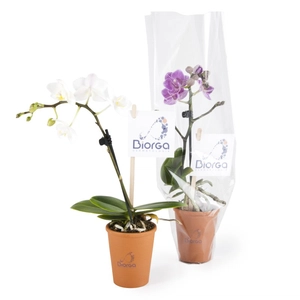 Mini orchidée en pot terre cuite personnalisable
