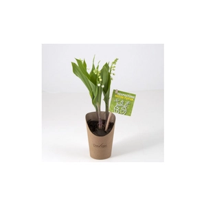 Muguet en pot personnalisable