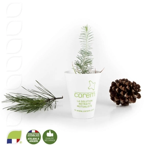 Petit plant de pin en pot biodégradable personnalisable