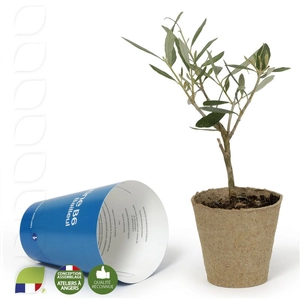 Plant d'olivier en cône personnalisable