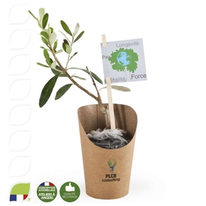 Plant d'olivier en pot carton kraft personnalisable