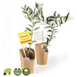 Plant d'olivier en pot carton kraft personnalisable