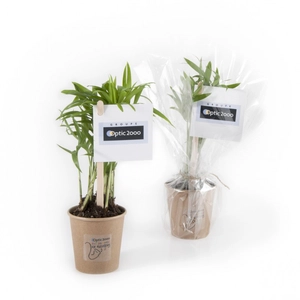 Plante dépolluante en gobelet carton - Chamaedorea personnalisable