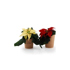 Plante étoile de Noël - Poinsettia personnalisable