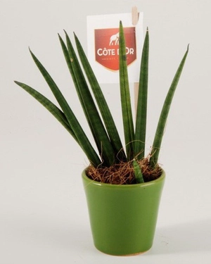 Sansevieria plante spaghetti personnalisable