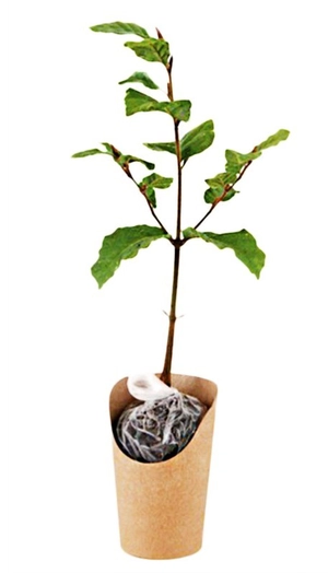 Plant de hêtre pot kraft personnalisable