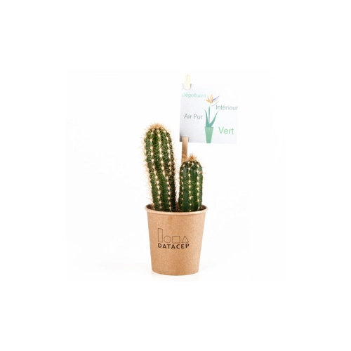 image du produit Cactus en gobelet carton