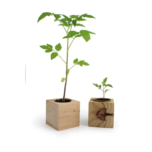 image du produit Cube en bois avec kit de plantation