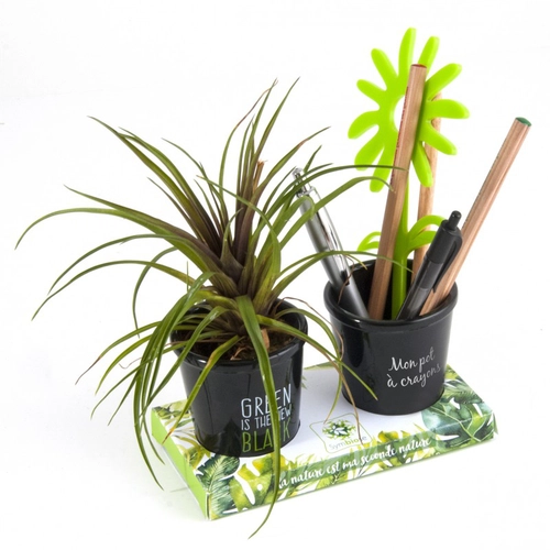 image du produit Duo de pots à crayons avec plante grasse