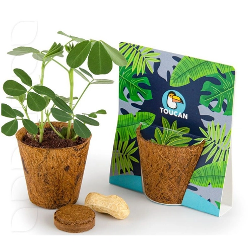 image du produit Kit avec pot en fibres de coco biodégradable - 100% BIO