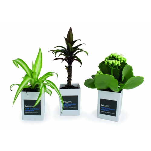 image du produit Le Pot ' Ordi, plante dépolluante pour écran de PC