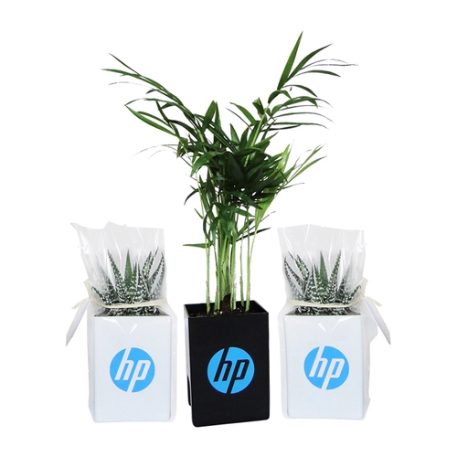 image du produit Le Pot ' Ordi, plante dépolluante pour écran de PC