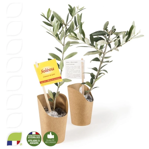 image du produit Plant d'olivier en pot carton kraft