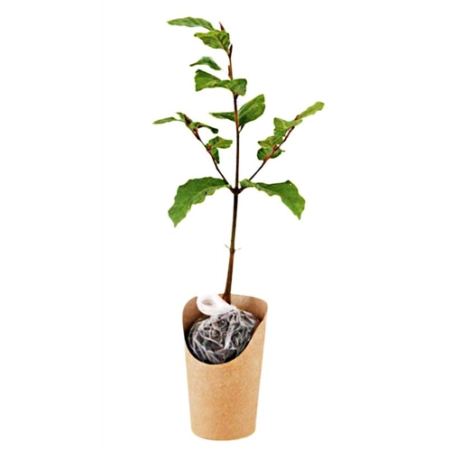 image du produit Plant de hêtre pot kraft