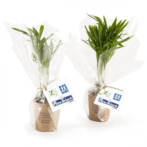 image du produit Plante dépolluante en gobelet carton - Chamaedorea