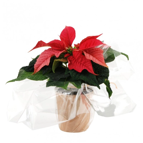 image du produit Plante étoile de Noël - Poinsettia
