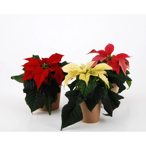 image du produit Plante étoile de Noël - Poinsettia