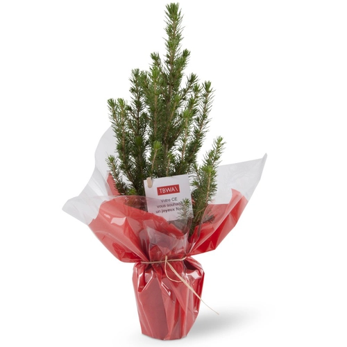 image du produit Sapin de Noël en pot terre cuite