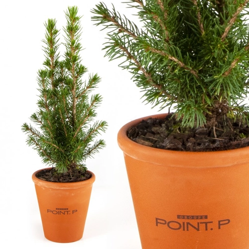 image du produit Sapin de Noël en pot terre cuite